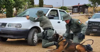 Certifican a agentes de K9 de instituciones y empresas de seguridad