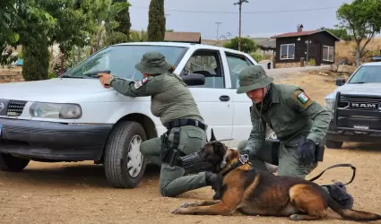 Certifican a agentes de K9 de instituciones y empresas de seguridad