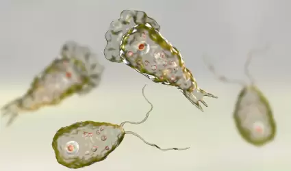 Ameba Naegleria fowleri