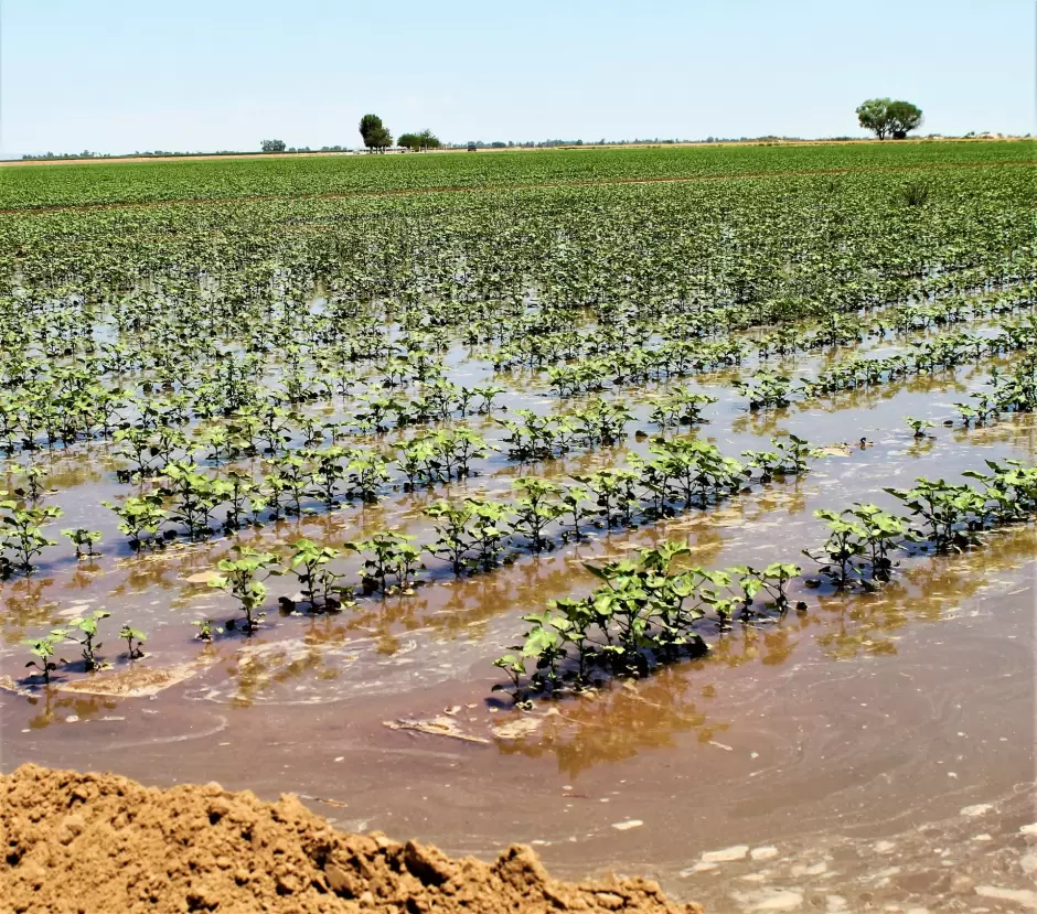 Ahorros de Tarifas Elctricas de productores agrcolas