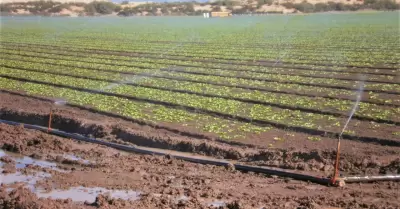 Ahorros de Tarifas Elctricas de productores agrcolas