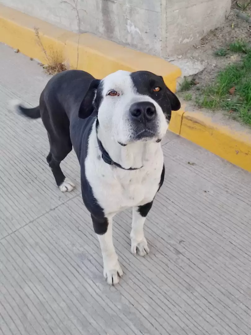 Perros en situacin de calle