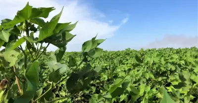 Desarrollo del cultivo algodonero