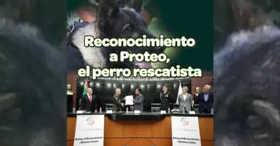 En el Da del Perro, entregan en el Senado reconocimientos a binomios caninos