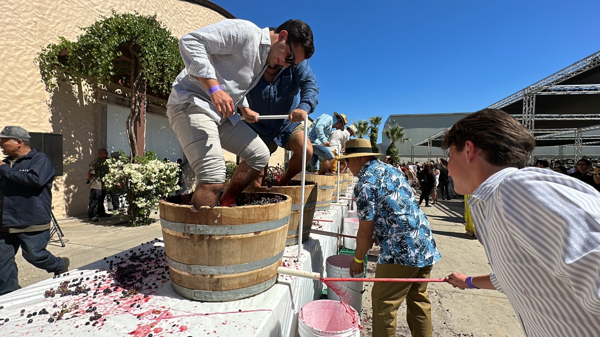VIDEO: Realizan fiesta de la vendimia de Valle de Guadalupe - Uniradio ...