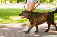 Artculos ideales para que tu perro disfrute del paseo