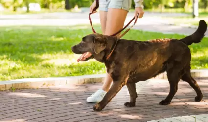 Estos artículos ayudarán a mejorar los paseos con tu perro.
