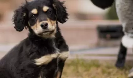 Perro