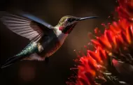 ¿Cómo atraer a los colibríes a tu hogar?