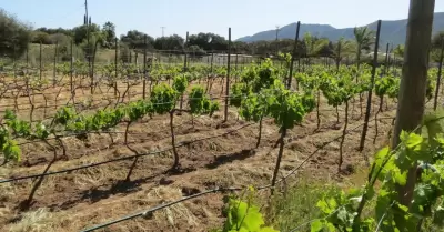 Promueve Canaco Ensenada las Fiestas de la Vendimia 2023