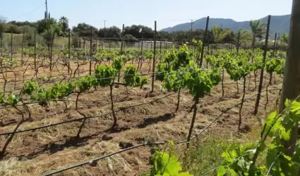 Promueve Canaco Ensenada las Fiestas de la Vendimia 2023