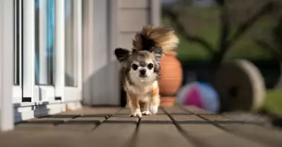 Que tu mascota tenga la libertad de entrar y salir de casa.