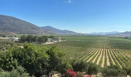 Valle de Guadalupe