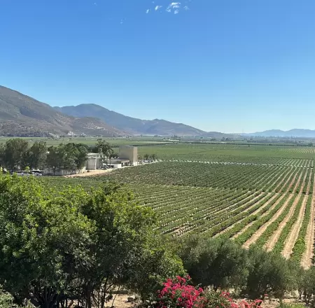 Valle de Guadalupe