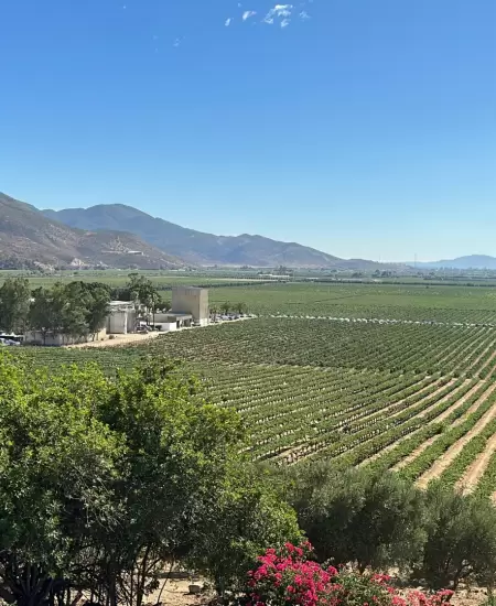 Valle de Guadalupe