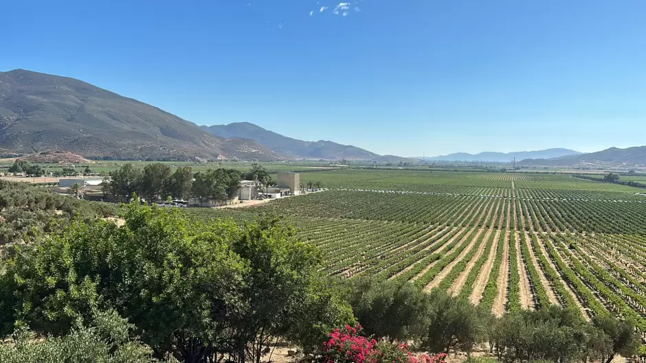 Fiesta de la vendimia de Valle de Guadalupe