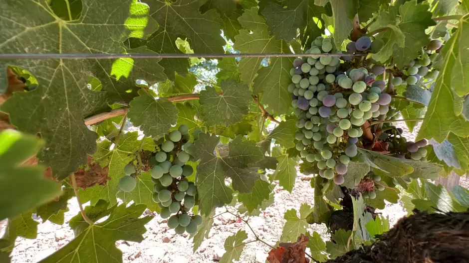 Fiesta de la vendimia de Valle de Guadalupe