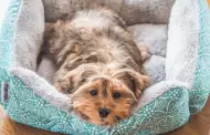 Las camas más cómodas para perros pequeños
