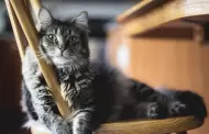 ¿Qué es el catnip y cuáles son sus beneficios para los gatos?