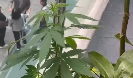 Marihuana senado