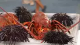 Langosta roja