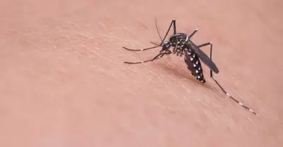 Mosquito