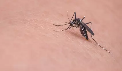 Mosquito