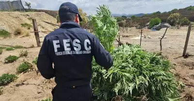 Localiza Fuerza Estatal plant�o de marihuana en Tecate