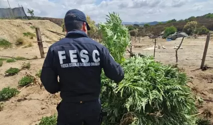 Localiza Fuerza Estatal plant�o de marihuana en Tecate
