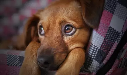 Fiscala de Sonora realiza acciones contra la crueldad animal