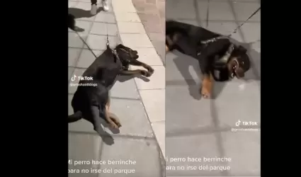 Perro hace berrinche