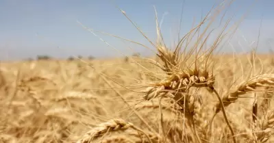 Invita a productores del Valle de Mexicali a solicitar apoyo del trigo