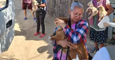 Labores preventivas contra la rickettsia en la colonia El Descanso en Tecate