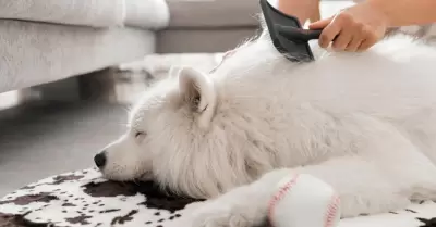 Elimina los nudos de pelo en tu perro.