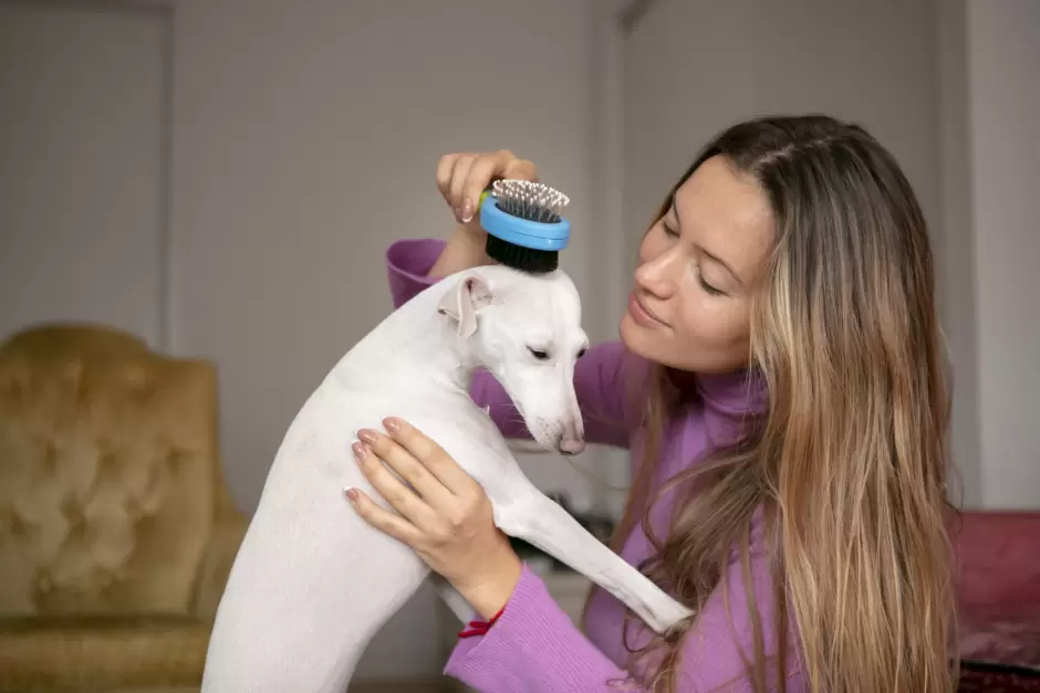 Perro de pelo corto