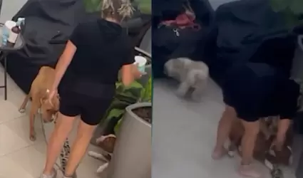 Maltrato animal