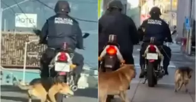 Maltrato animal
