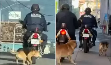 Maltrato animal