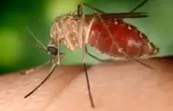 Condado de San Diego toma medidas proactivas contra los mosquitos al iniciar la temporada