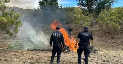 Destruyen Fuerza Estatal y FGR plant�o de marihuana; hay 4 personas detenidas
