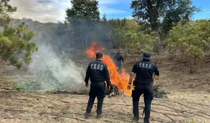 Destruyen Fuerza Estatal y FGR plant�o de marihuana; hay 4 personas detenidas