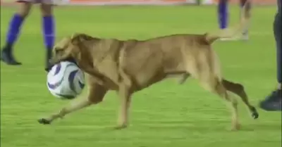 Perro en la cancha