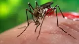 zika-mosquito