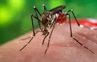 El Condado fumigar manualmente contra mosquitos en la zona de Oceanside por caso de dengue