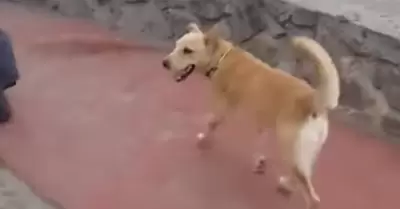 Perro migrante