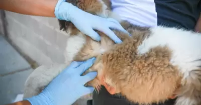 Destaca SS BC importancia de mantener medidas preventivas ante Rickettsiosis