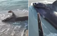 VIDEO: Hallan un tiburón apuñalado en el corazón por un pez espada
