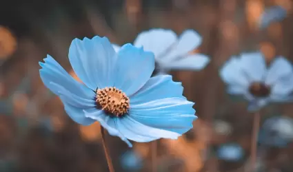Flores azules