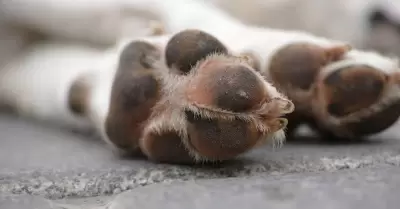 Almohadillas de perro.