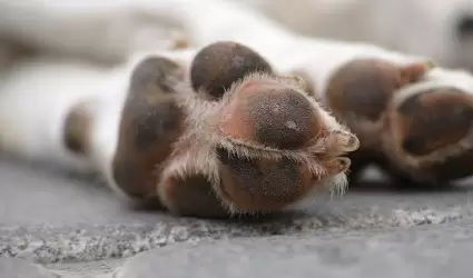 Almohadillas de perro.